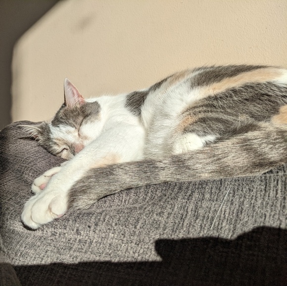 Meet your Posher, Elissa - Picture 1 of 1
